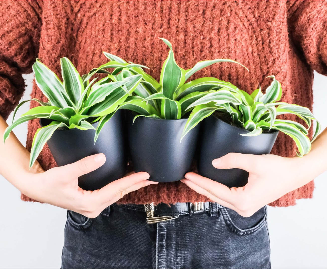 The Top 10 Best Office Plants